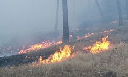 Gaziantep'te Çıkan Anız Yangını Kontrol Altına Alındı