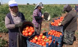 Gaziantep'te Kadınların Domates Hasadı Başladı