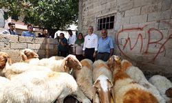 Gaziantep'te belediyeden aldığı 16 koyunu 130’a çıkardı