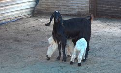Gaziantep’te ikiz kuzulara keçi annelik yapıyor
