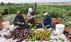 Gaziantep'te patlıcan ve biber kurutmalıkları güneşe serildi