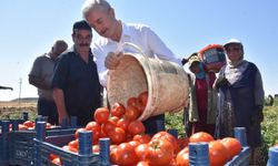 Başkan Tahmazoğlu Çiftçilerle Tarlada Domates Topladı