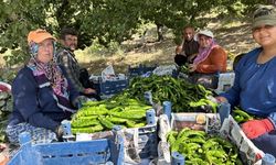 Kavurucu Sıcakta En Acı Hasat