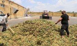 CHP Gaziantep’te Fıstık Mitingi Düzenleyecek