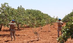 Gaziantep’te “Yeşil Altın” nöbeti