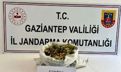 Gaziantep’te fıstık hırsızları suçüstü yakalandı!