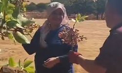 Gaziantep’te fıstık hasadında aşk! Eşine boz fıstık buketi hediye etti