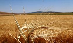 Çiftçilere bu yıl ödenecek bitkisel üretim destekleri belli oldu