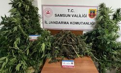 Jandarma 7 Kilo Kubar Esrar Ele Geçirdi