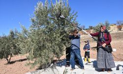 Gaziantep'te çiftçi zeytin hasadına başladı