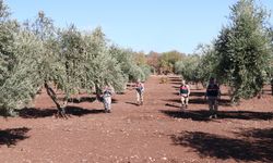 Zeytin Hırsızlığına Karşı Karadan Ve Havadan Denetim