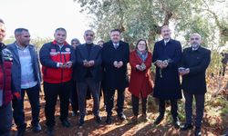 Gaziantep'te hasat sevinci... Şahin ve protokol üyeleri zeytin topladı