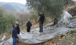 İslahiye'de 20 bin dekarlık alanda zeytin hasadı yapılıyor