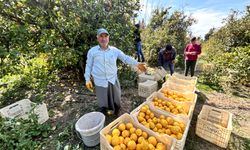 Limon bahçede 15 TL'den alıcı buluyor