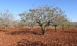 Antep fıstığında zirai don tehlikesi geçti mi? İşte detaylar…