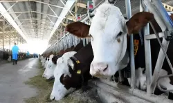 Kurban fiyatlarından besiciler şikayetçi, vatandaş memnun