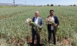 Gaziantep'te AB tescilli Araban sarımsağının hasadı başladı