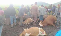 Sürünün üzerine yıldırım düştü: 2 çoban yaralandı, 10 hayvan telef oldu