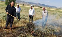 Araban Ovası'nda firik sezonu başladı