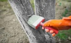 Ağaç Köküne ve Gövdesine Kireç Sürmek Ne İşe Yarar?
