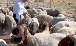 Şahinbey Belediyesi Kurbanlık Fiyatları ve Satış Yerleri Açıklandı