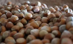 16 Ocak 2026 Perşembe Fındık Fiyatları Ne Kadar Oldu? Anlık Serbest Piyasa ve Bölge Bölge Güncel Liste