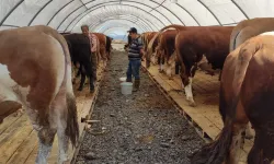 Gaziantep Besicisine Bayram Müjdesi: Satılamayan Kurbanlıkları ESK Alacak!