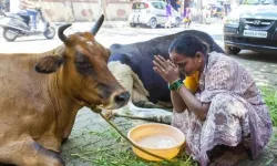 Hindistan’da inek neden kutsal? Hindular neden ineğe tapar?