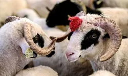 2025'te Bayram Tatili Kaç Gün? İşte  Kurban Bayramı Takvimi