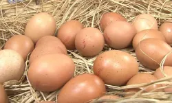 Kahverengi Yumurtalar Neden Satılmayacak? Üretim Azaltılıyor, İşte Nedeni!