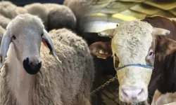 Kurban Etinden Sucuk Yapılır mı? Dinen Caiz mi, Helal mi?