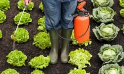 Pestisit Nedir? Pestisitlerin Zararları Nelerdir?