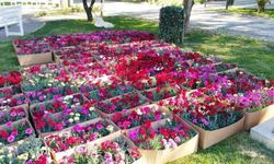 ÇİÇEK TOHUMU SATIN ALINACAKTIR ŞEHİTKAMİL BELEDİYESİ PARK VE BAHÇELER MÜDÜRLÜĞÜ