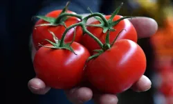 Salmonella alarmı! Bu domatesleri sakın tüketmeyin