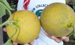 Tatlı kavun nasıl seçilir? İşte bal gibi kavunu anlamanın püf noktaları