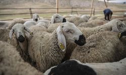 Kurban Bayramı Öncesi Tedbirler Alındı!