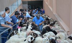 Gaziantep Yardım Vakfı'ndan randevulu kurban kesim kolaylığı