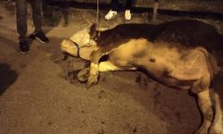 Kamyonetten yola atlayan kurbanlık dananın ayağı kırıldı