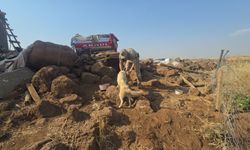 Gaziantep'te anız yangınında mahsur kalan köpekleri jandarma kurtardı