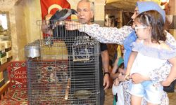 Gaziantep’te esnafın sahiplendiği karga ile dostluğu görenleri şaşırtıyor