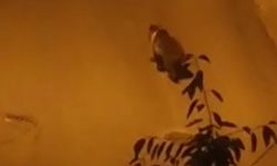 Şaşırtan görüntü! Aç kalan ayı şehre indi... İşte o anlar