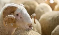 Gaziantep’te Akşam Kurban Kesilir Mi? İkindiden Sonra Kurban Kesmek Caiz Midir?