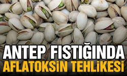 Antep fıstığında aflatoksin tehlikesi