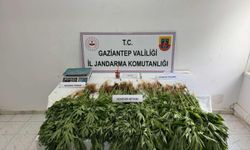 Gaziantep Jandarmasında yasadışı kenevir operasyonu! 14 şüpheli yakalandı