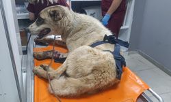 Gaziantep’te yaralı köpeğe şefkat eli...
