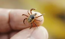 Kene kaynaklı bu hastalıklara dikkat!