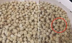 Gaziantep’te mide bulandıran görüntü! Marketten nohut aldı, şoka uğradı…