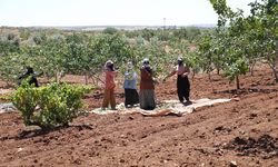 Antep Fıstığında hasat sürüyor… Fiyatlar sevindirdi
