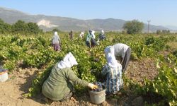 Gaziantep'te 50 bin dekarlık alanda üretilen üzümün hasadına başlandı