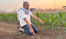 İki tohum arasındaki büyüme farkı çiftçiyi kızdırdı